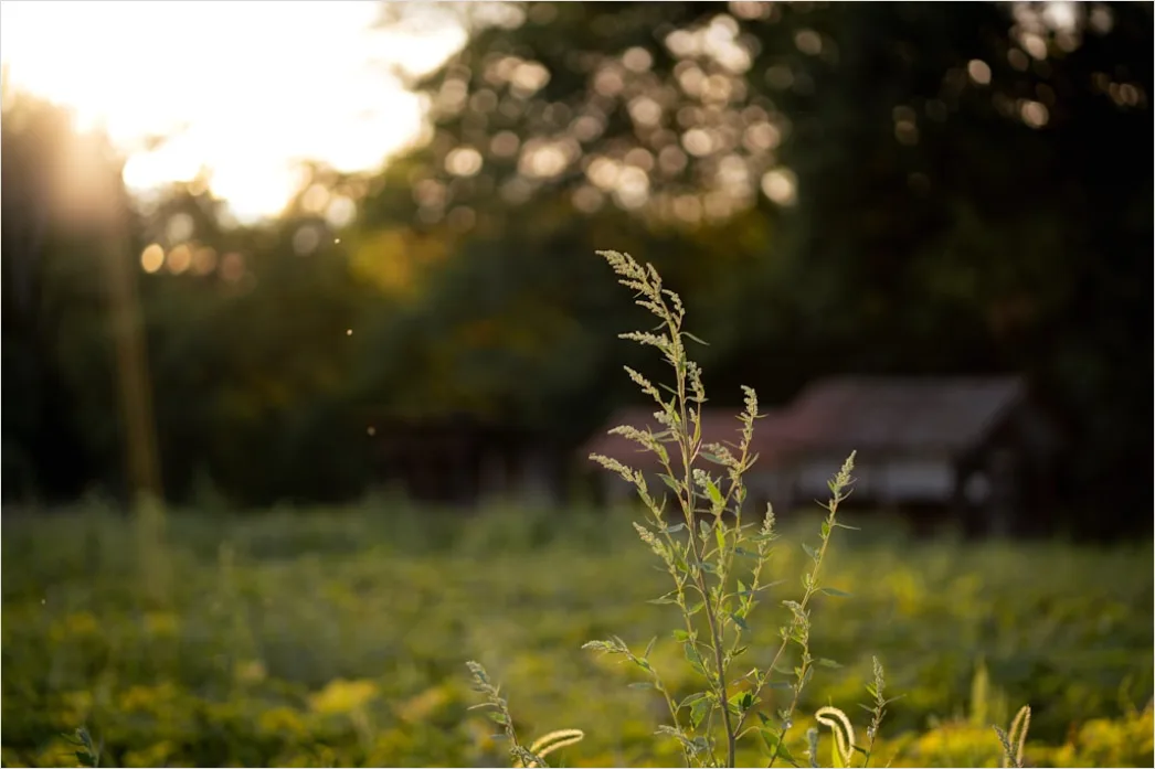 Detail Goldenes Bokeh Bei Sonnenuntergang Number 11