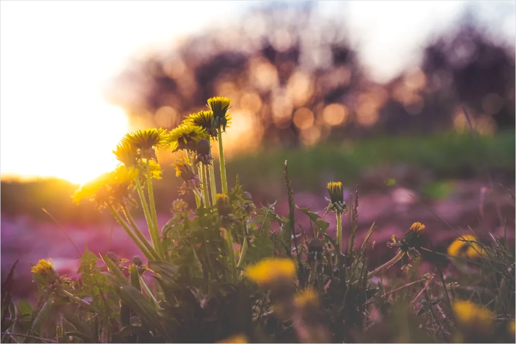 Detail Goldenes Bokeh Bei Sonnenuntergang Number 12