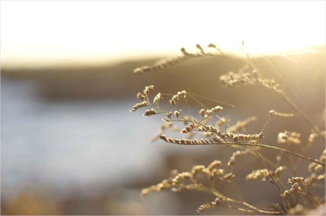 Detail Goldenes Bokeh Bei Sonnenuntergang Number 2