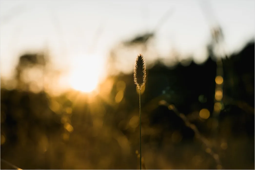 Detail Goldenes Bokeh Bei Sonnenuntergang Number 3