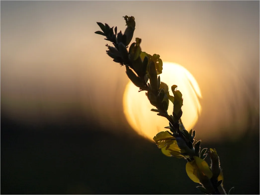 Detail Goldenes Bokeh Bei Sonnenuntergang Number 5