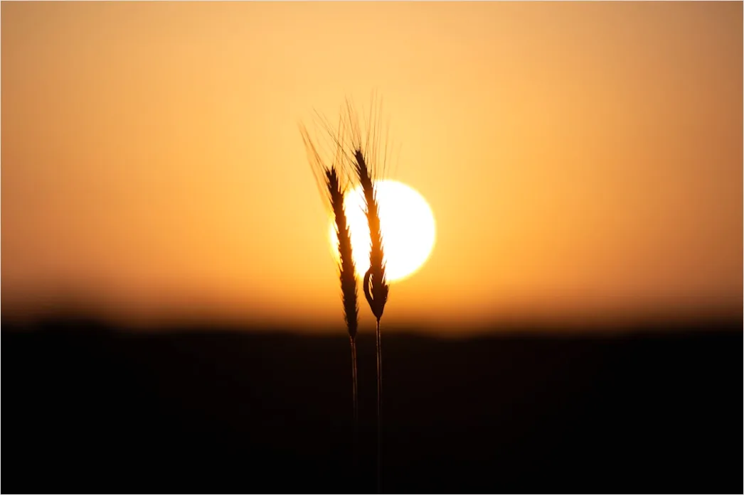 Detail Goldenes Bokeh Bei Sonnenuntergang Number 6
