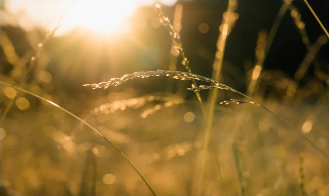 Detail Goldenes Bokeh Bei Sonnenuntergang Number 7