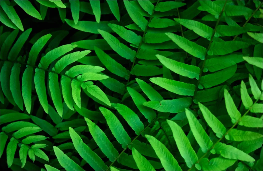 Detail Grüne Blätter Als Natürlicher Hintergrund Number 8