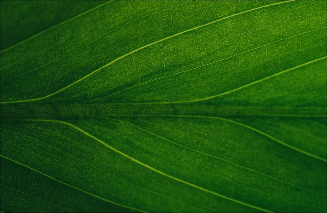 Detail Grüne Blätter Als Natürlicher Hintergrund Number 9