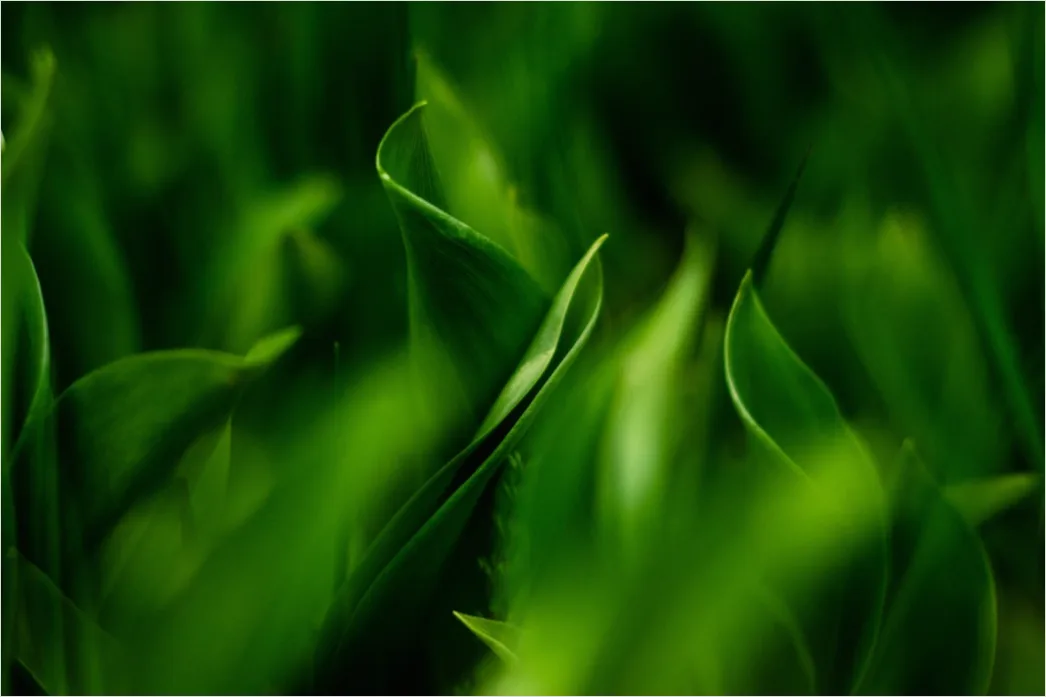 Detail Grüne Blätter Als Natürlicher Hintergrund Number 14