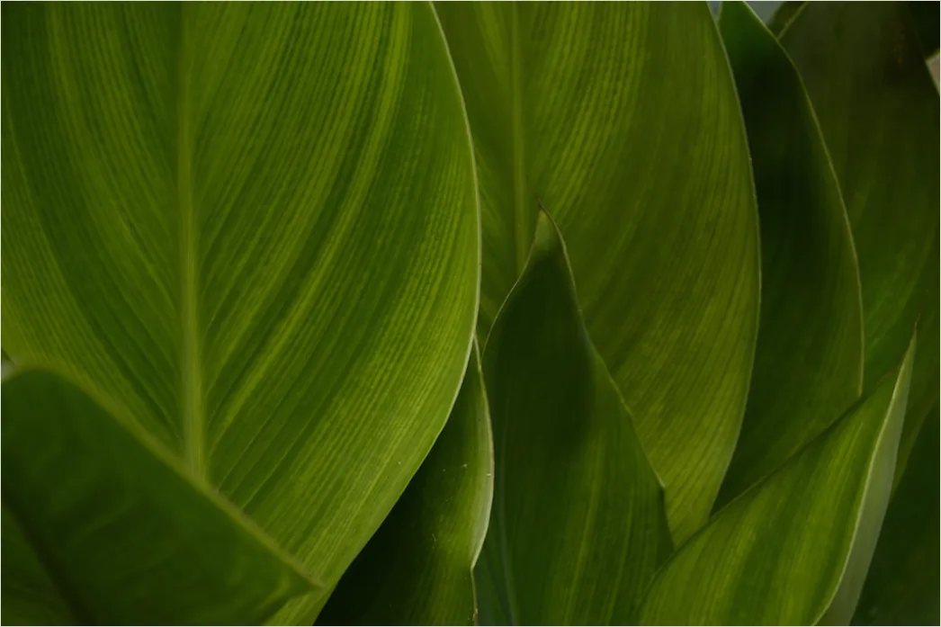 Detail Grüne Blätter Als Natürlicher Hintergrund Number 15