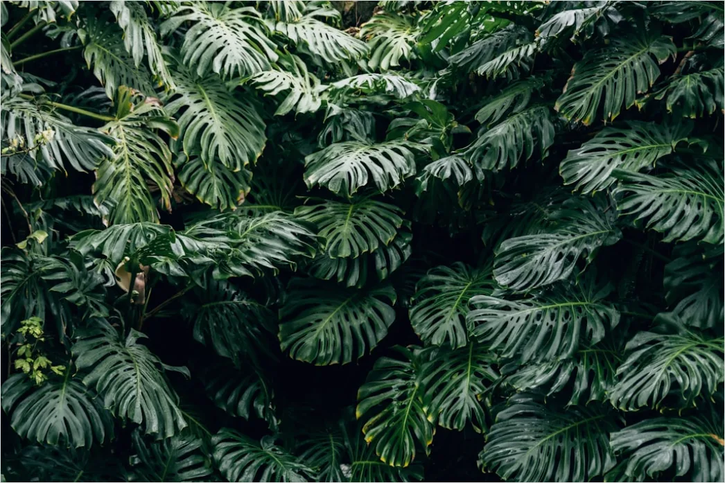 Gruene Monstera Blaetter Als Hintergrund 4bd5
