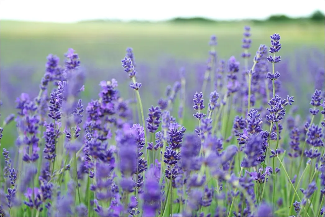 Lavendel Feld Als Natuerlicher Hintergrund 6a47
