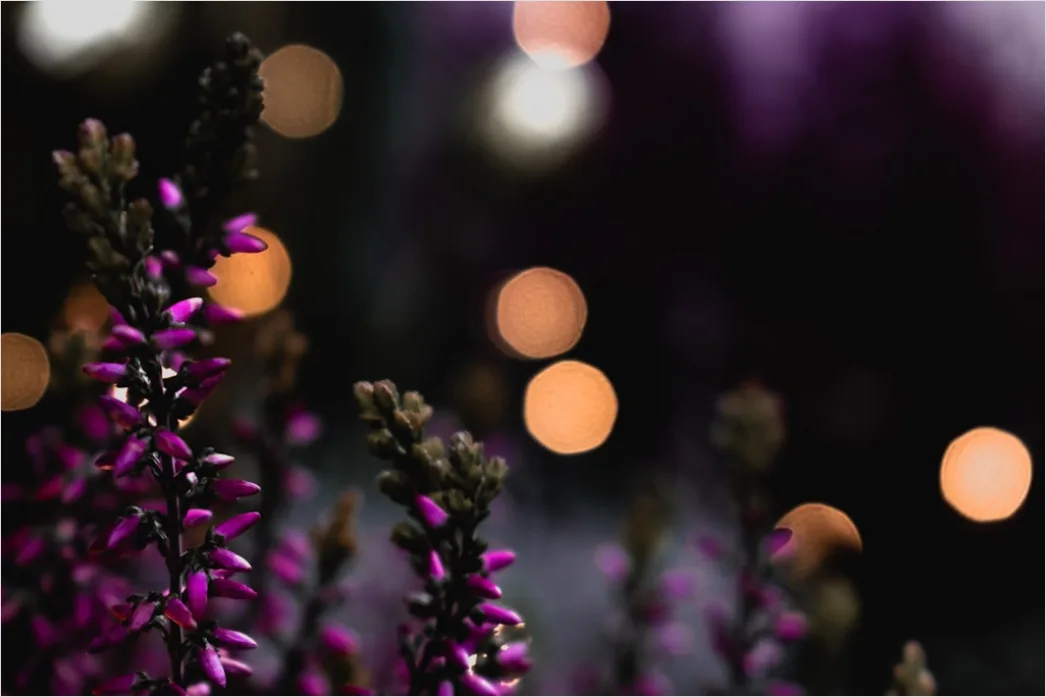Detail Lila Bokeh Mit Weichen Lichtreflexen Number 10