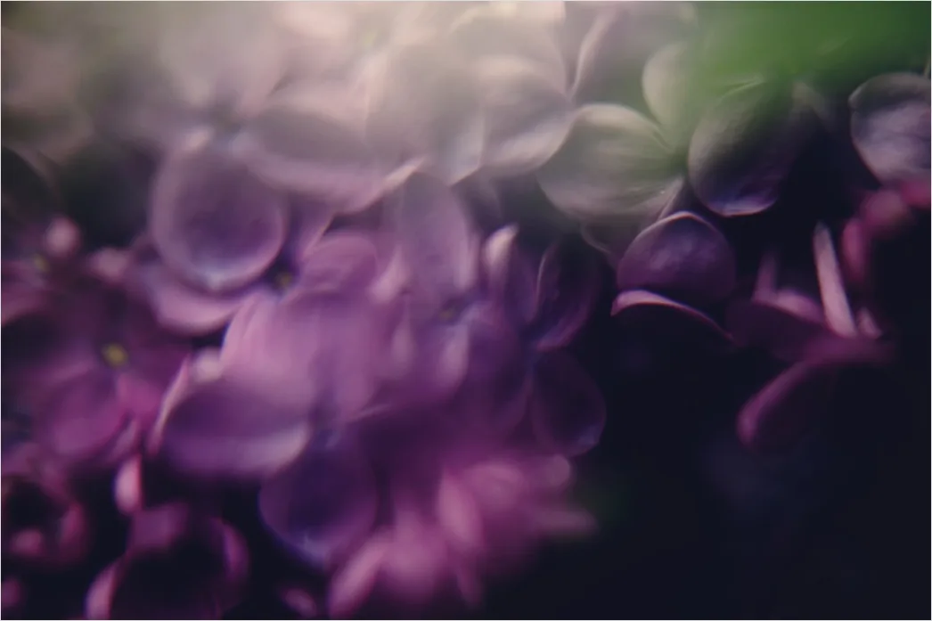 Detail Lila Bokeh Mit Weichen Lichtreflexen Number 11
