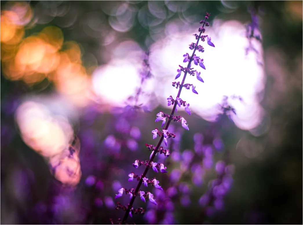 Detail Lila Bokeh Mit Weichen Lichtreflexen Number 3