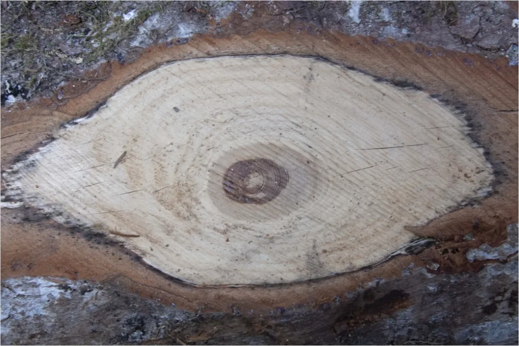Detail Naturholz Mit Sichtbaren Jahresringen Number 4
