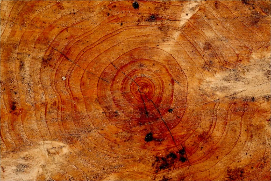 Detail Naturholz Mit Sichtbaren Jahresringen Number 5
