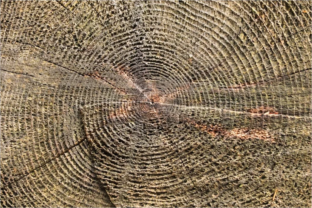 Detail Naturholz Mit Sichtbaren Jahresringen Number 6