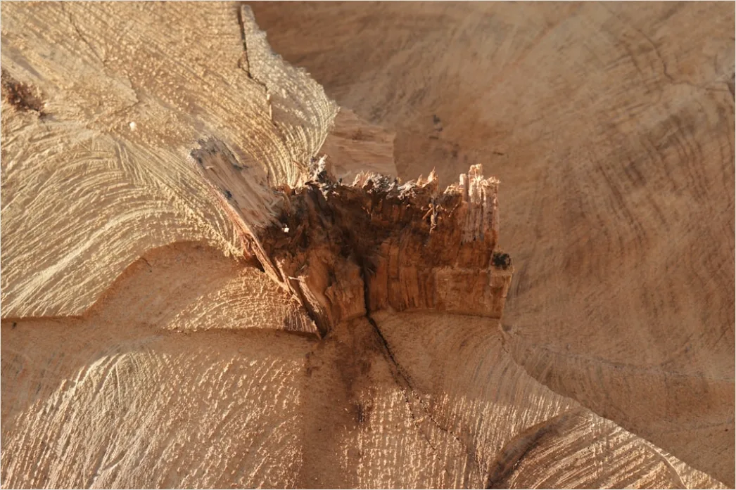 Detail Naturholz Mit Sichtbaren Jahresringen Number 7