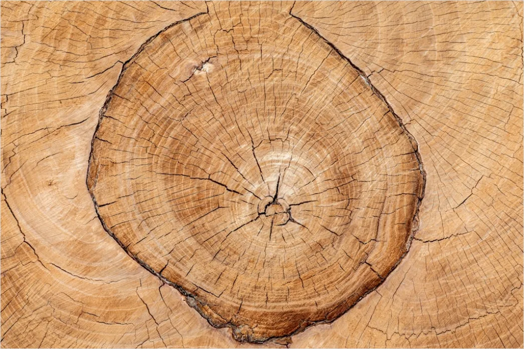 Detail Naturholz Mit Sichtbaren Jahresringen Number 8