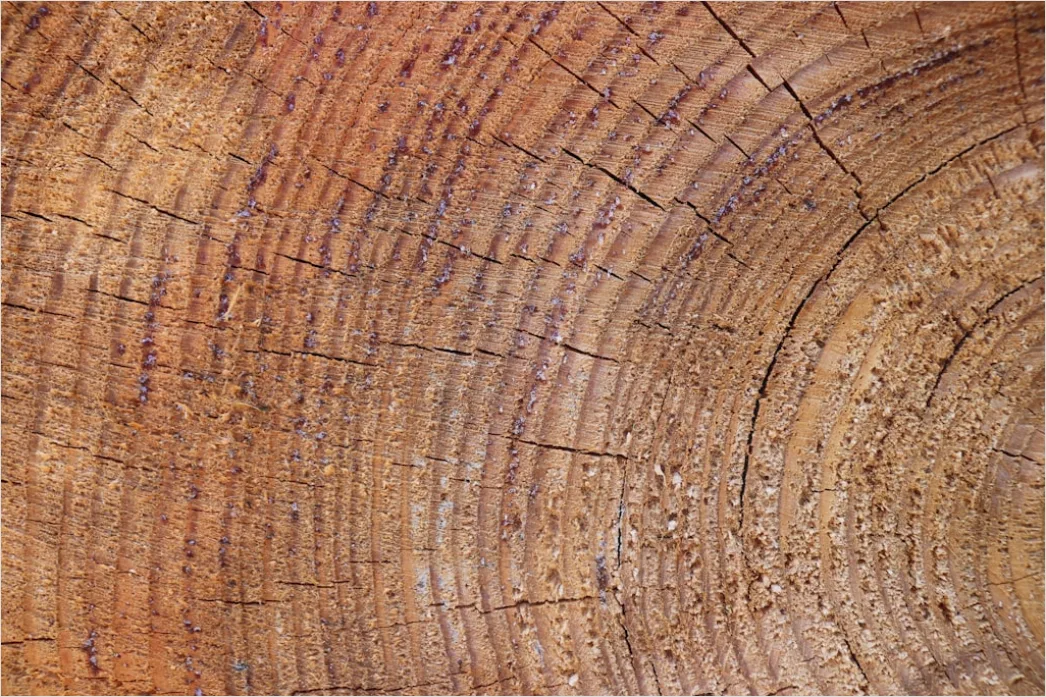 Naturholz Mit Sichtbaren Jahresringen 6a6d