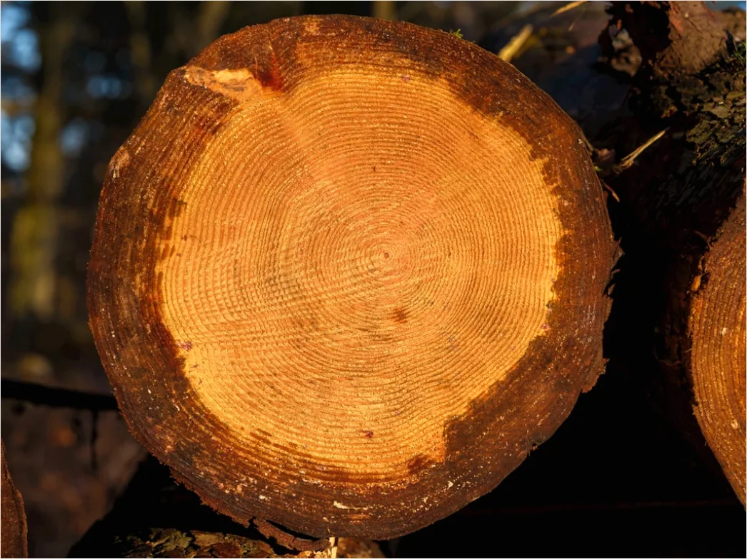 Detail Naturholz Mit Sichtbaren Jahresringen Number 2