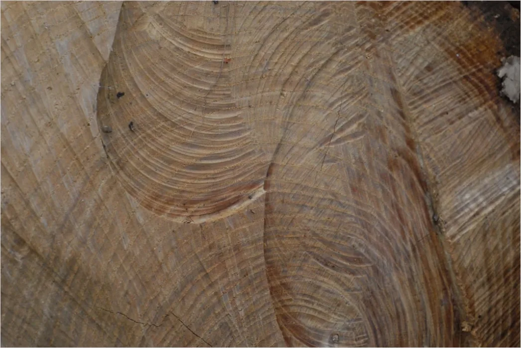 Detail Naturholz Mit Sichtbaren Jahresringen Number 3