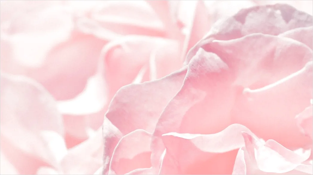 Rosa Blumen Als Romantischer Hintergrund Dc59