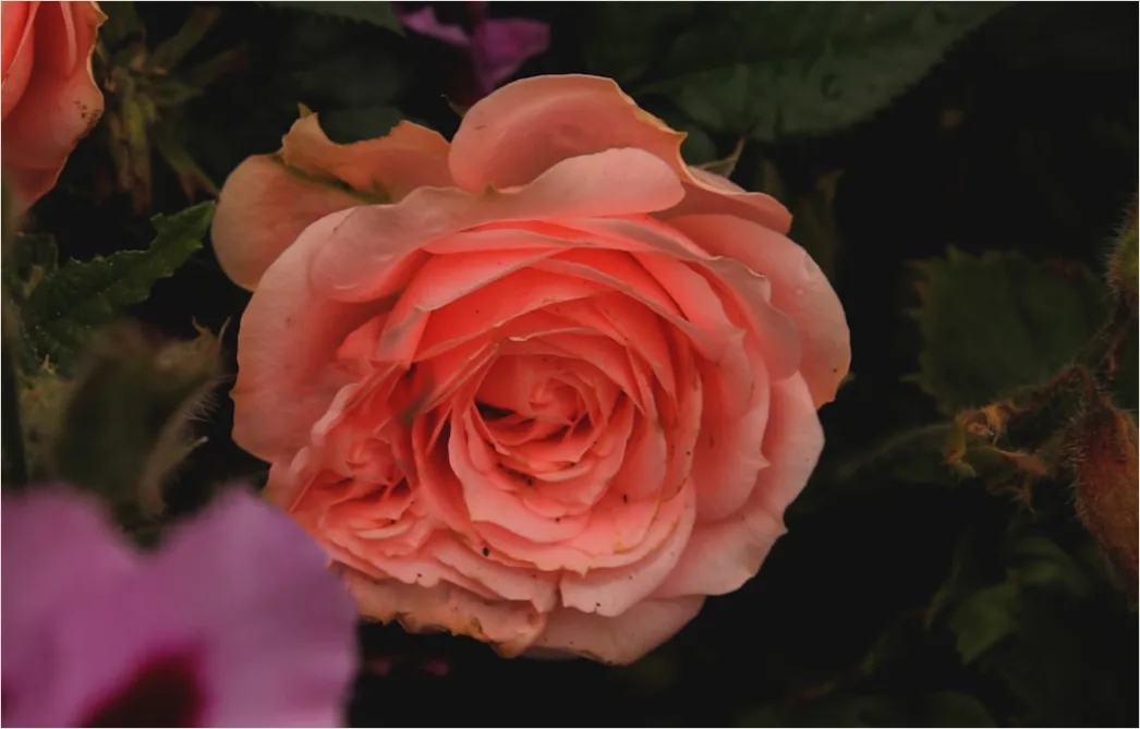 Rosafarbene Blumen In Nahaufnahme 15c4