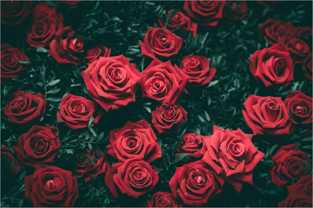Rote Rosen Als Romantische Blumen Textur 7bb1