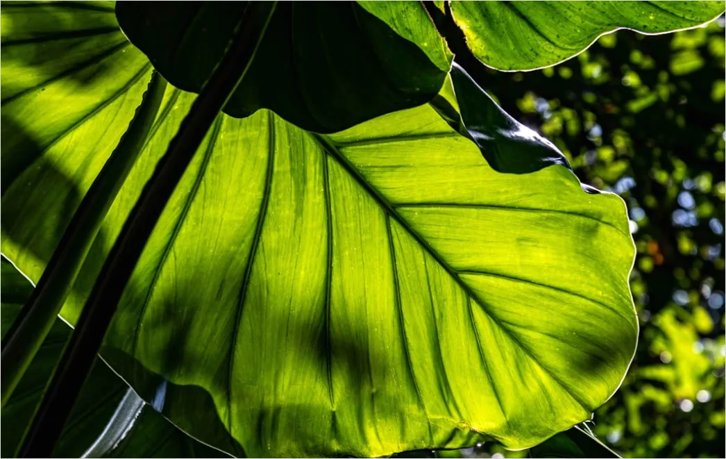 Tropische Blaetter Mit Sonnenschatten 1f9a