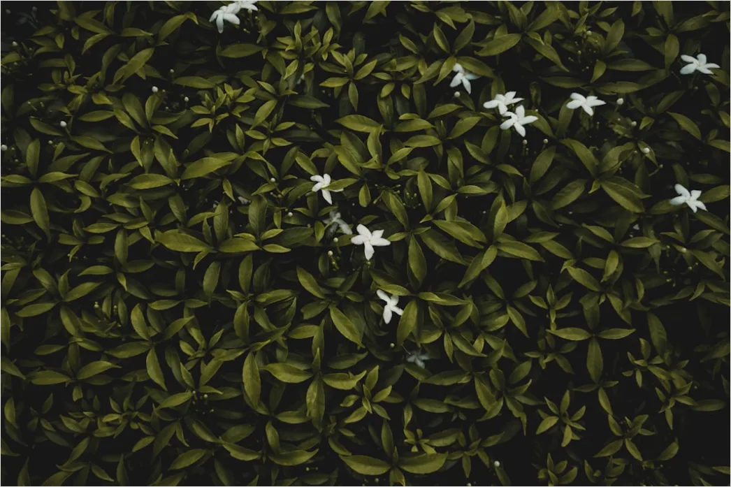 Detail Weiße Blüten Und Grüne Blätter Textur Number 16