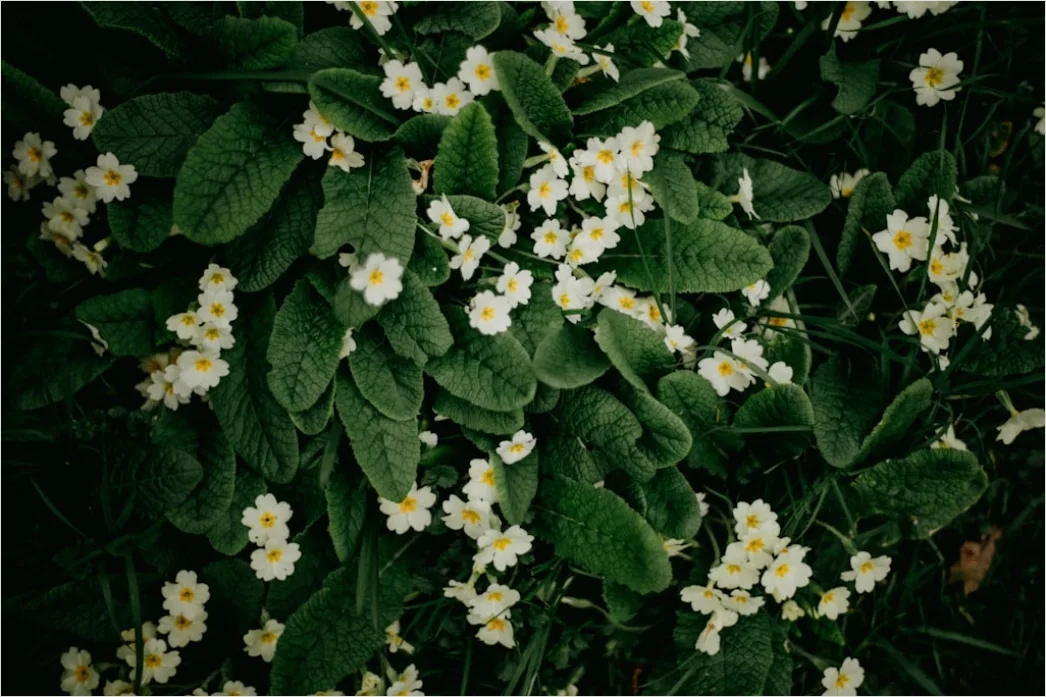Detail Weiße Blüten Und Grüne Blätter Textur Number 20