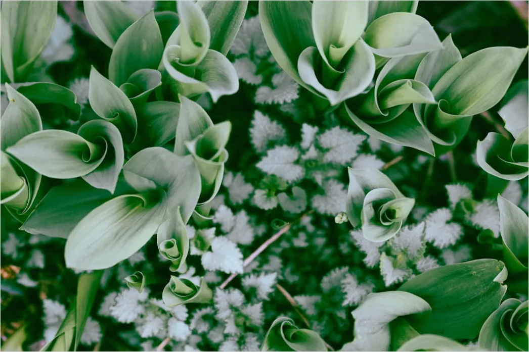 Detail Weiße Blüten Und Grüne Blätter Textur Number 3