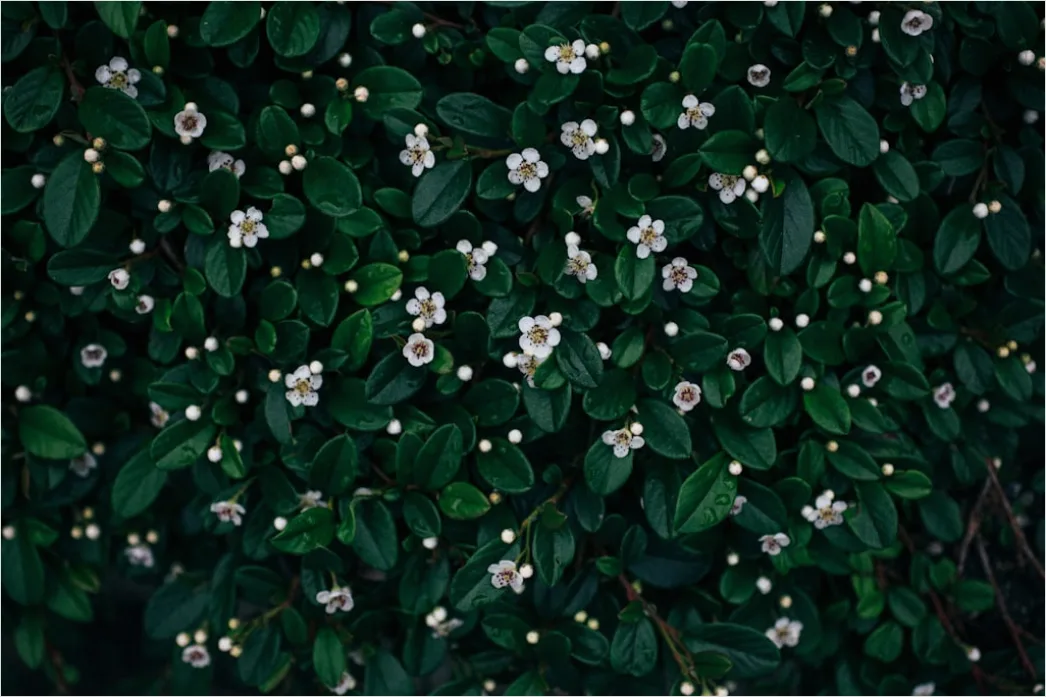 Detail Weiße Blüten Und Grüne Blätter Textur Number 4