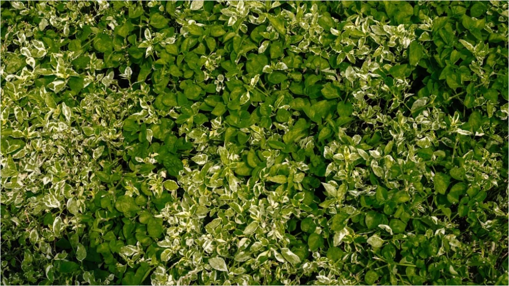 Detail Weiße Blüten Und Grüne Blätter Textur Number 5