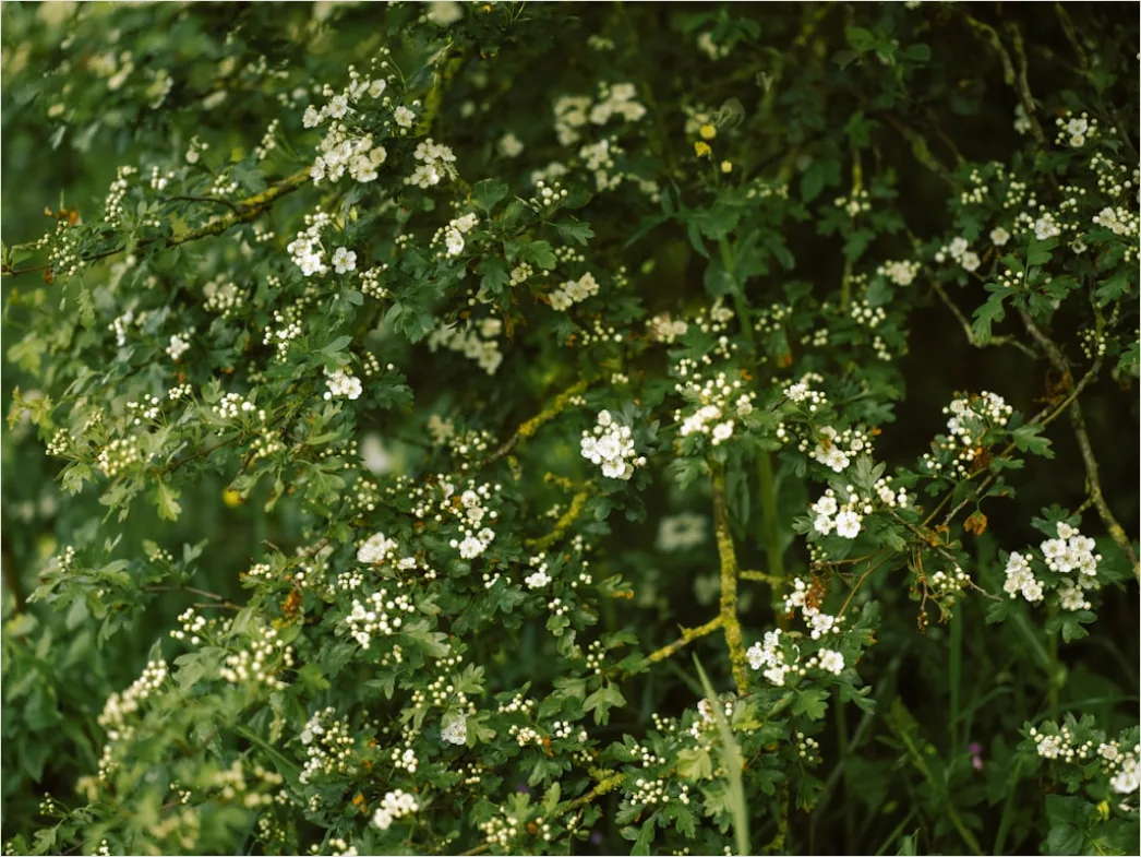 Detail Weiße Blüten Und Grüne Blätter Textur Number 6