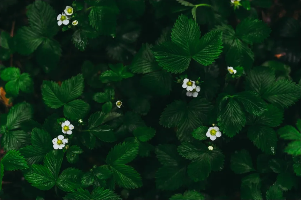 Detail Weiße Blüten Und Grüne Blätter Textur Number 8