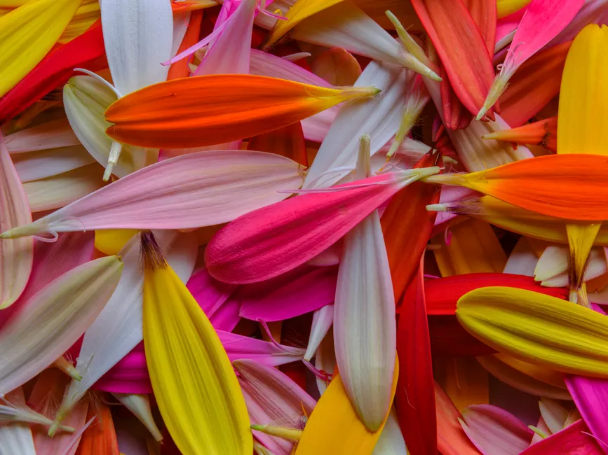 Bunte Bluetenblaetter Als Abstrakter Hintergrund 8f79