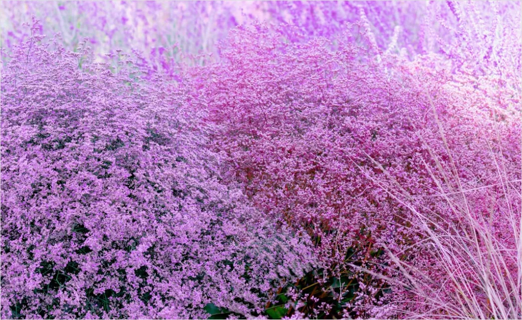 Fliessende Linien In Rosa Und Lila 2524