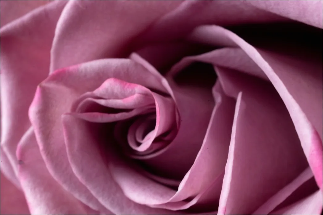 Detail Fließende Linien In Rosa Und Lila Number 16