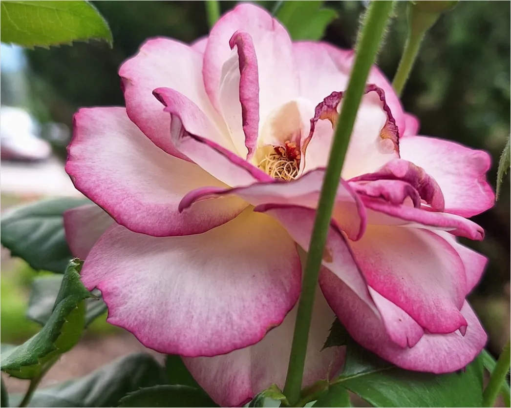 Detail Fließende Linien In Rosa Und Lila Number 18
