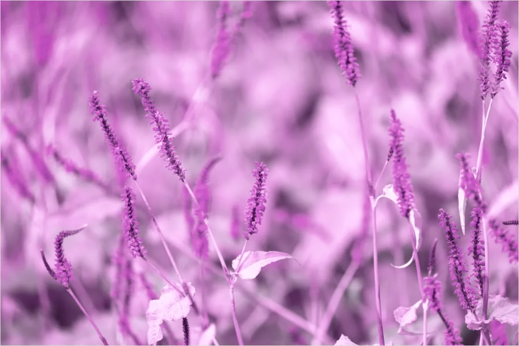 Detail Fließende Linien In Rosa Und Lila Number 3
