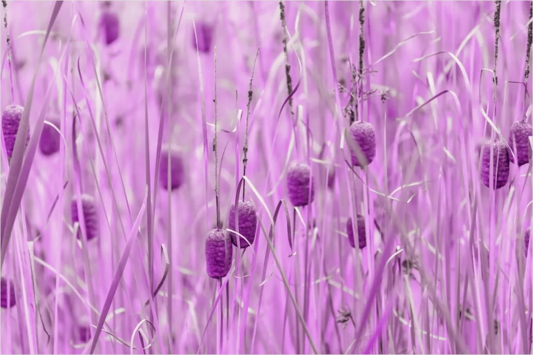Detail Fließende Linien In Rosa Und Lila Number 5