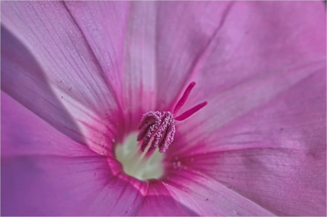 Detail Fließende Linien In Rosa Und Lila Number 6