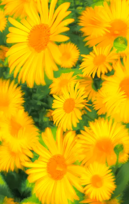 Detail Gelbe Blumen Auf Hellem Hintergrund Number 10