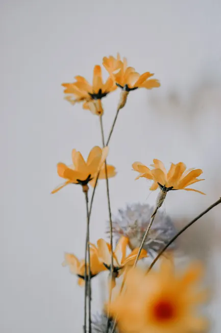 Detail Gelbe Blumen Auf Hellem Hintergrund Number 11