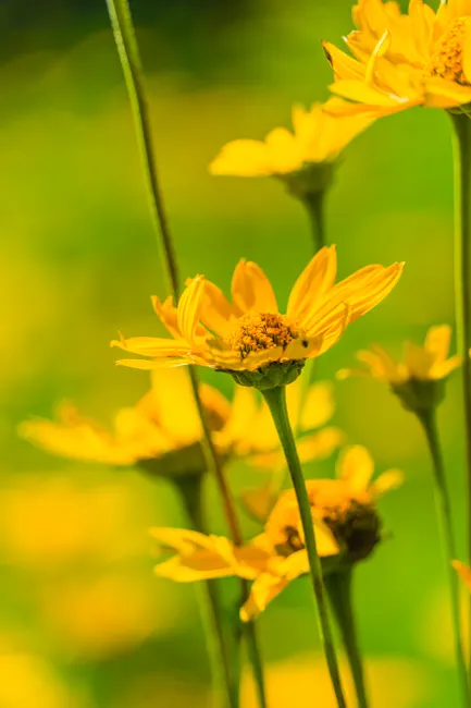 Detail Gelbe Blumen Auf Hellem Hintergrund Number 12
