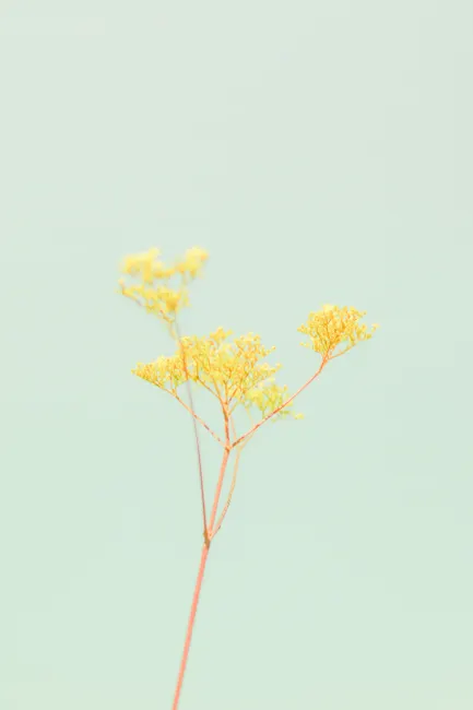 Detail Gelbe Blumen Auf Hellem Hintergrund Number 13
