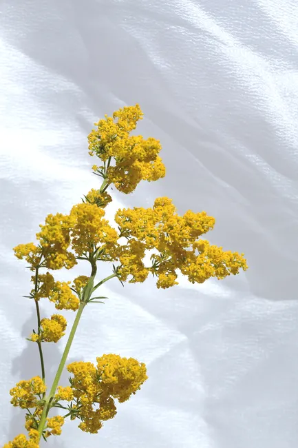 Detail Gelbe Blumen Auf Hellem Hintergrund Number 17