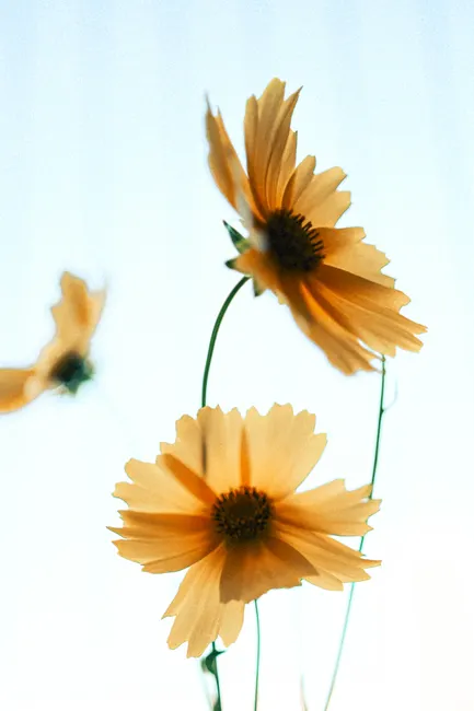 Detail Gelbe Blumen Auf Hellem Hintergrund Number 18