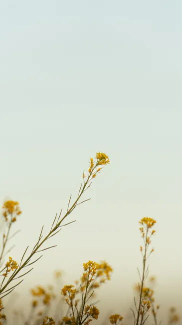Detail Gelbe Blumen Auf Hellem Hintergrund Number 2