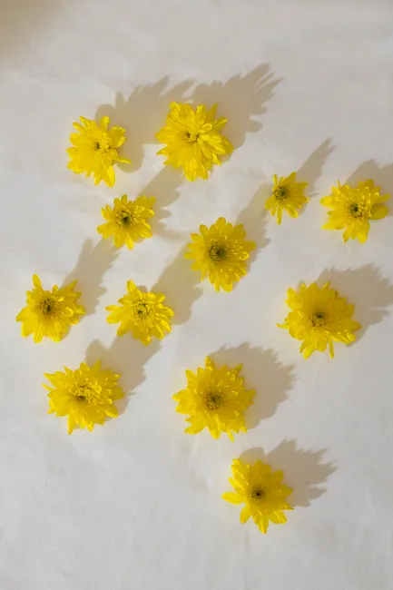 Detail Gelbe Blumen Auf Hellem Hintergrund Number 3